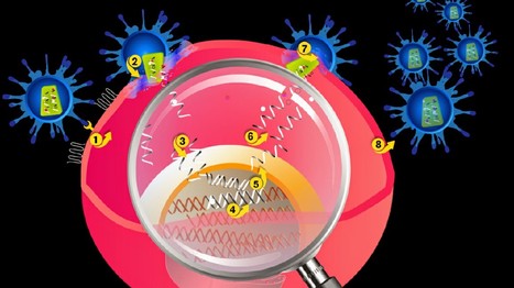 Sida : une nouvelle molécule pour faire sortir le virus de ses phases de latence | sida | Scoop.it