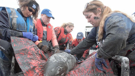 Wellfleet Harbor dolphin stranding: Survivors released in Provincetown | Soggy Science | Scoop.it