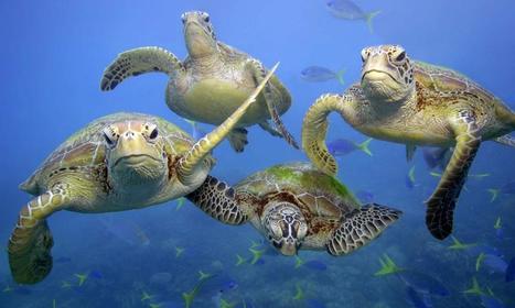 Biodiversité :De plus en plus de tortues femelles en Australie à cause du changement climatique - Le Vert | green et digital ! | Scoop.it