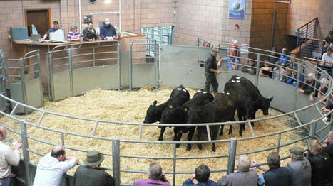 Le nombre d'apporteurs progresse dans les marchés aux bestiaux | Actualité Bétail | Scoop.it