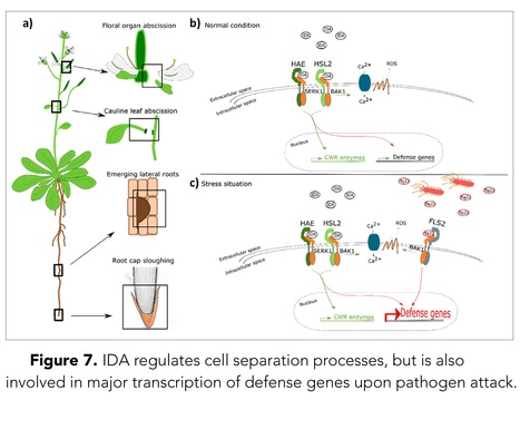 A dual function of the IDA peptide in regulating cell separation and modulating plant immunity at the molecular level | Plant hormones (Literature sources on phytohormones and plant signalling) | Scoop.it