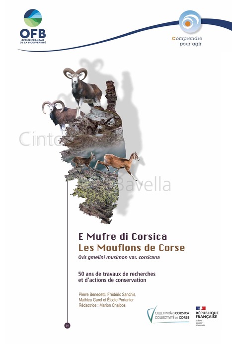 E Mufre di Corsica - Les Mouflons de Corse - Ovis gmelini musimon var. corsicana - 50 ans de travaux de recherches et d'actions de conservation | Biodiversité | Scoop.it