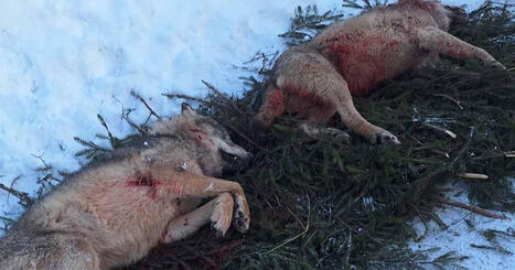 D&auml;ggdjurs&shy;expertens &aring;sikt: &rdquo;Nu beh&ouml;vs en paus i jakten p&aring; varg&rdquo; | Inrikes | 1Uutiset - Lukemisen t&auml;hden | Scoop.it