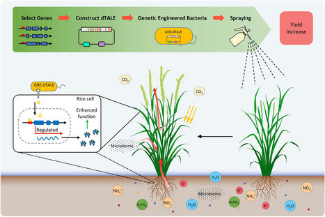 Development of Designer Transcription Activator-Like Effector-Based Plant Growth Regulator for Higher Yield in Rice - Front. Plant Sci. | TAL effector science | Scoop.it