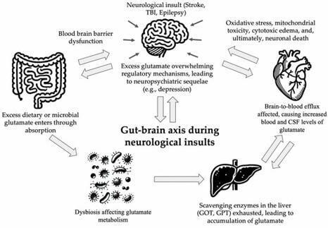 Gut Microbiome Modulation of Glutamate Dynamics: Implications for Brain Health and Neurotoxicity | Neurovascular Intervention | Scoop.it