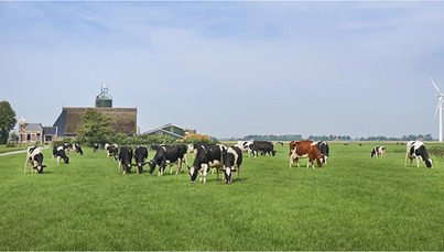 Les agriculteurs des Pays-Bas ont peu d'appétit pour le soutien de l'Etat en dépit des prix bas | Lait de Normandie... et d'ailleurs | Scoop.it