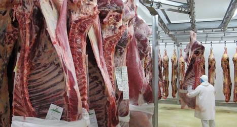Les abattoirs sont-ils des nids à Covid? | La Gazette des abattoirs | Scoop.it