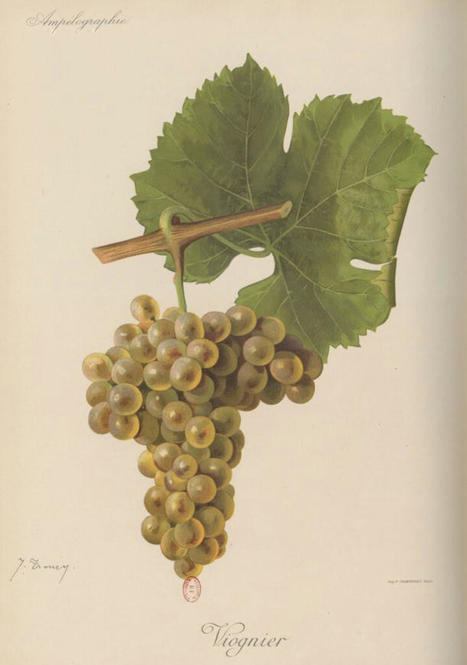 Le viognier et le vin blanc de Condrieu | Lablachère, Sud Ardèche | Scoop.it