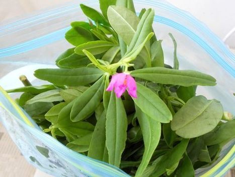 Sambar Cheera Thoran Recipe / Kerala Style Ceylon Spinach Stir Fry | The Asian Food Gazette. | Scoop.it