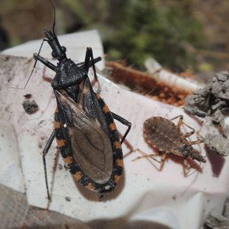 Maladie de Chagas : un retour annoncé | EntomoNews | Scoop.it