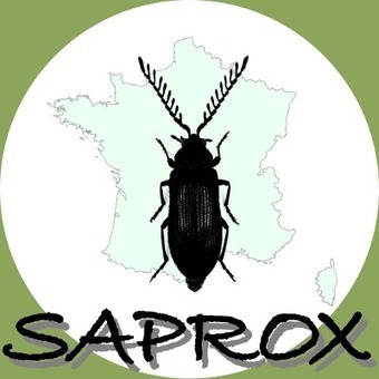 Le site web du Saprox est maintenant en ligne | Insect Archive | Scoop.it