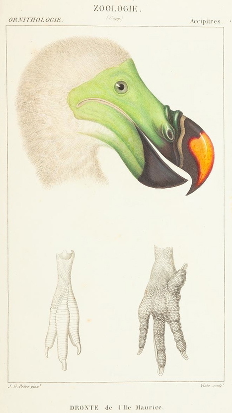 Science or Art? Beautiful Illustrations of Animals From 170 Years Ago | Visual*~*Revolution | Scoop.it