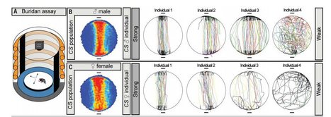 « C’est une question de câblage » : s’il est fait bien symétrique, la mouche passe pour saoule | EntomoNews | Scoop.it