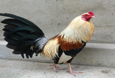 Những giống gà đẹp nhất thế giới | Da ga online - Ca cuoc da ga an tien - keo da ga - truc tiep da ga | Scoop.it