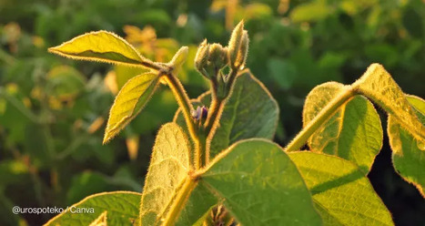 TRADE: Twin engines for food security after COP30  | COMMERCE & LOGISTIQUE | Scoop.it