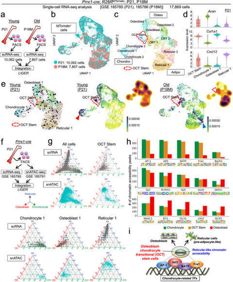 Bone marrow endosteal stem cells dictate active osteogenesis and aggressive tumorigenesis | Nature Communications | Rheumatology-Rhumatologie | Scoop.it
