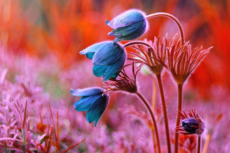 50 Breathtaking Examples of Flower Photography | Everything Photographic | Scoop.it