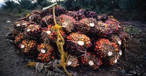 Palm Oil: Everything You Need to Know About Deforestation and More | CIHEAM Press Review | Scoop.it