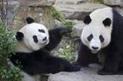 Les pandas arriveront fin février, début mars à Pairi Daiza (vidéo) | Actualités parcs de loisirs | Scoop.it