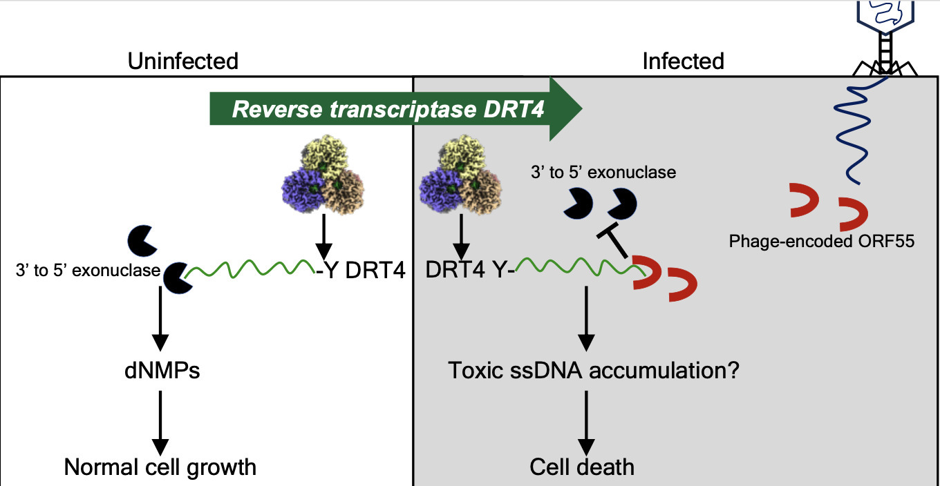 Anti-phage defense mechanism involving phage-en...