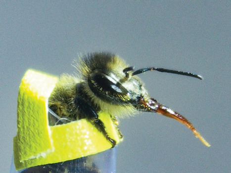 Pollution confuses pollinators. Can scientists retrain them? | EntomoScience | Scoop.it