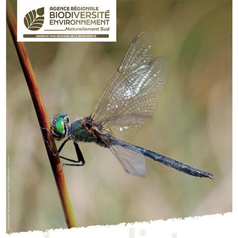 Etat de la connaissance naturaliste en Provence-Alpes-Côte d'Azur - Agence régionale de la biodiversité et de l’environnement Provence-Alpes-Côte d’Azur | Biodiversité | Scoop.it