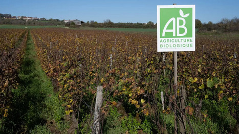 Agriculture : après le sévère coup de rabot, la filière bio sonne le tocsin | Revue de presse du Centre de doc | Scoop.it