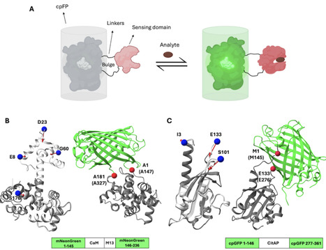 Multiply Perturbed Response to Disclose Allosteric Control of Conformational Change: Application to Fluorescent Biosensor Design | JMB | RMH | Scoop.it