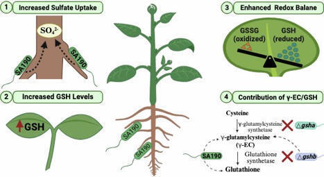 Root endophyte sulfur metabolites enhance redox balance and drought tolerance in Arabidopsis | embo | RMH | Scoop.it