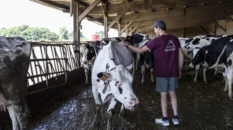 "Tout le monde a le moral dans les chaussettes" : la canicule, la double peine pour les agriculteurs | Revue de presse économique du Sud Touraine | Scoop.it