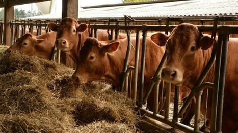 Viande bovine : la demande mondiale pourrait augmenter de 10 % d'ici 2032 | Actualit&eacute; B&eacute;tail | Scoop.it