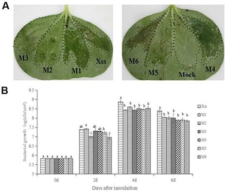 Identification of a virulence tal gene in the cotton pathogen, Xanthomonas citri pv. malvacearum strain Xss-V 2 –18 - BMC Microbiology | TAL effector science | Scoop.it