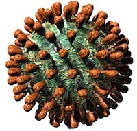 Setting up a platform for plant-based influenza virus vaccine production in South Africa | Virology News | Scoop.it