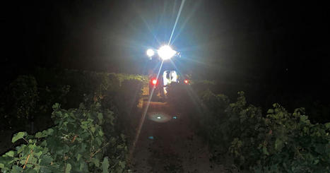 « On a vu des vignes qui meurent, c’est affolant » : la viticulture asphyxiée par les canicules | Les Colocs du jardin | Scoop.it