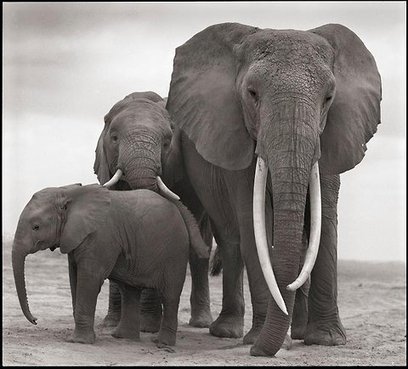 LEST WE FORGET: Africa's Ivory-Profit Driven Elephant Mass Slaughter Continues - A Family Falls | BIODIVERSITY IS LIFE  – | Scoop.it
