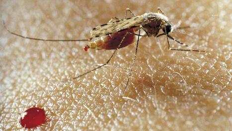 Le paludisme : le point sur cette maladie - RFI | EntomoScience | Scoop.it