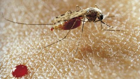 Burkina : mobilisation contre une exp&eacute;rience de moustiques g&eacute;n&eacute;tiquement modifi&eacute;s | EntomoScience | Scoop.it