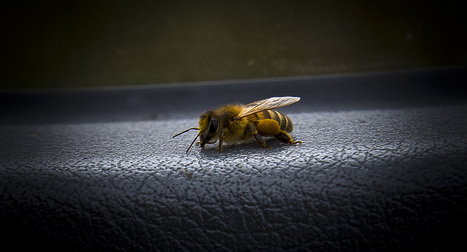"Nos abeilles sont enrhumées" | Toxique, soyons vigilant ! | Scoop.it