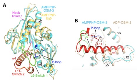 Structural snapshots of the kinesin-2 OSM-3 along its nucleotide cycle: implications for the ATP hydrolysis mechanism | I2BC Paris-Saclay | Scoop.it