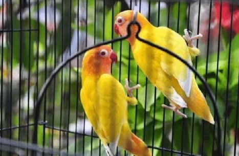 Daftar Harga Burung Kicau Murah Terbaru 2018