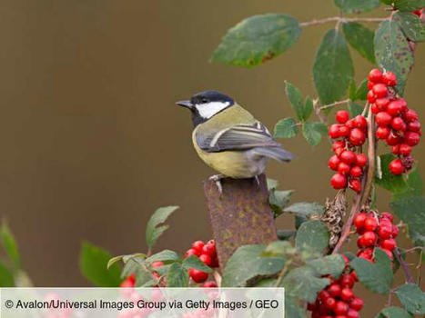 Vivre près de nombreux oiseaux favoriserait autant le bonheur que l'argent selon une étude | Biodiversité | Scoop.it