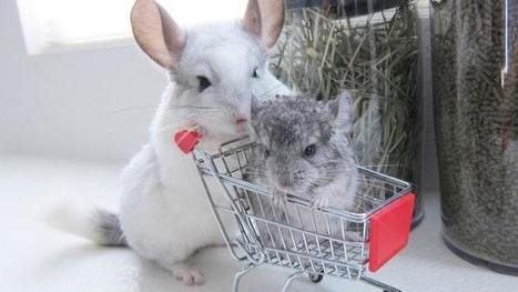 Chinchilla Shop | Scoop.it