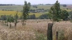 L'agroforesterie pour enrichir les terres à cultiver - France 3 Aquitaine | Paysage - Agriculture | Scoop.it