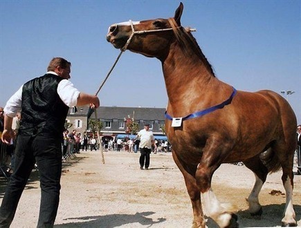 Landivisiau, capitale du cheval d'hier &agrave; aujourd'hui | Cheval et Nature | Scoop.it