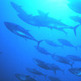 Why Protect Tuna Globally - one of the most important animals in our oceans? | OUR OCEANS NEED US | Scoop.it