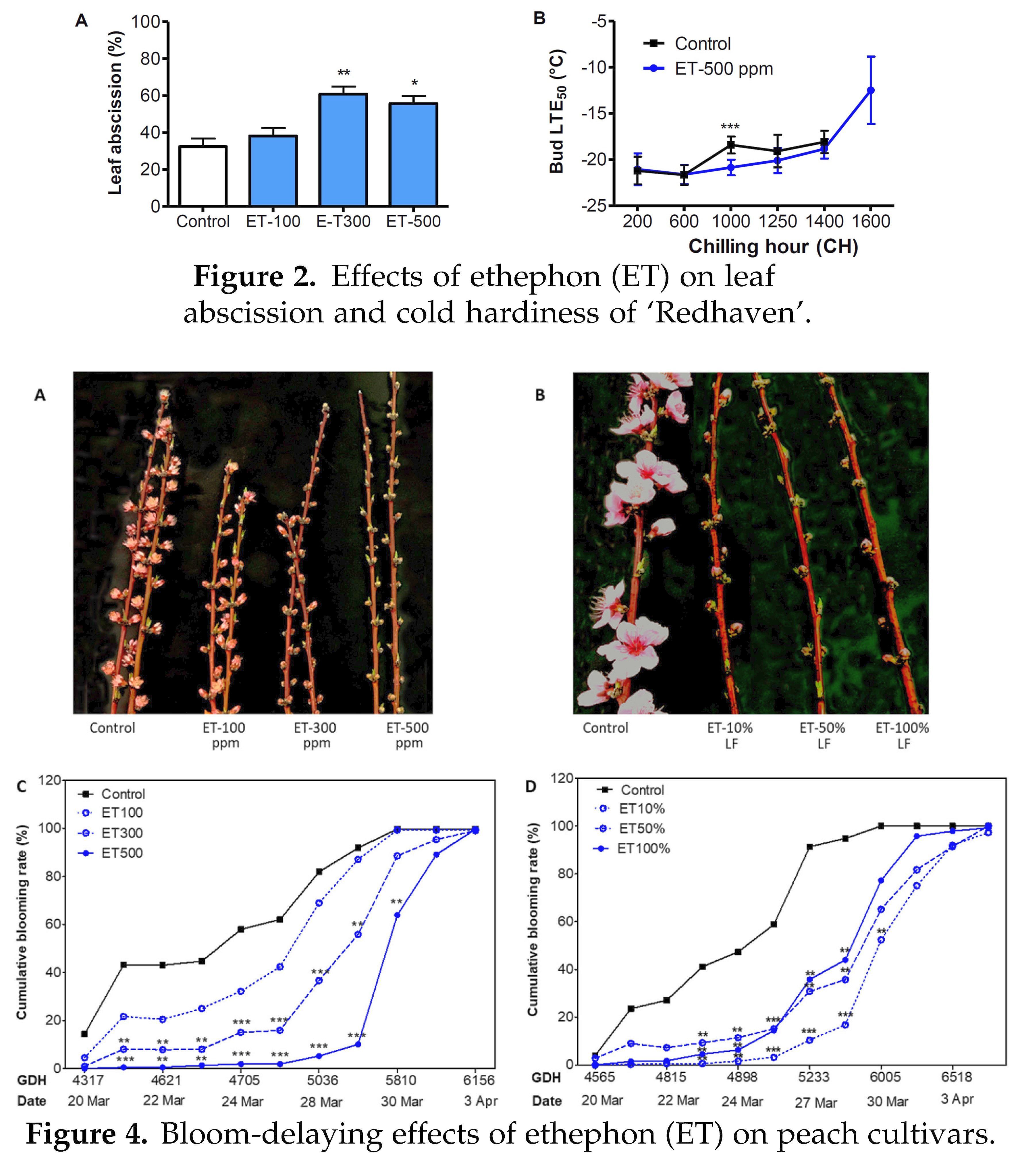 EthyleneMediated Modulation of Bud Phenology,