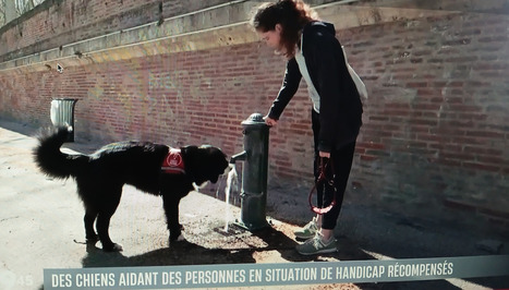 Le 19h45 du 02/04/25 - Reportage à 17 minutes et 28 s - Llewellyn Barré, étudiante en situation de handicap à l'université de Toulouse en L2 sciences de la vie parcours BBE | Revue de presse | Scoop.it