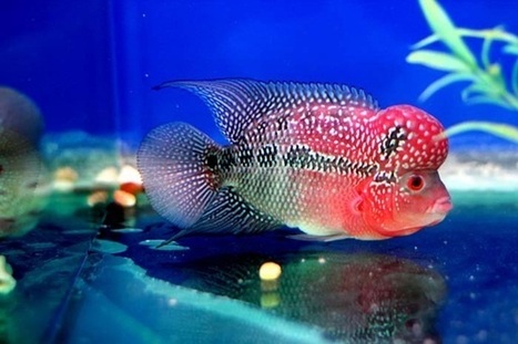 Harga Ikan Louhan Srd Terbaru Februari 2019
