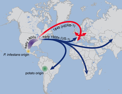 eLife: The rise and fall of the Phytophthora infestans lineage that triggered the Irish potato famine (2013) | Publications | Scoop.it