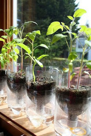natural-mente-stefy: ORTO SUL BALCONE ...seminiamo! | Orto, Giardino, Frutteto, Piante Innovative e Antiche Varietà | Scoop.it